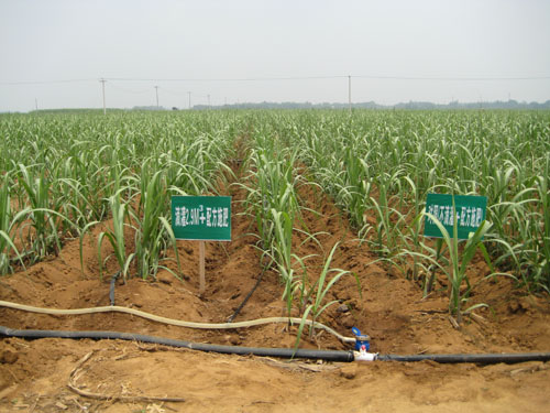China Drip Tape Irrigation System For Sugarcanes Farm HT1121 China factory supplier manufacturer
