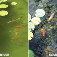 China Eco Pond Clear HT5611 China factory manufacturer supplier