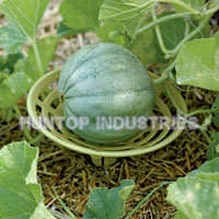 China Melon Squash Cradles Support HT5628E