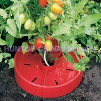 China Plant Halos Tomato Craters HT5720D China factory manufacturer supplier