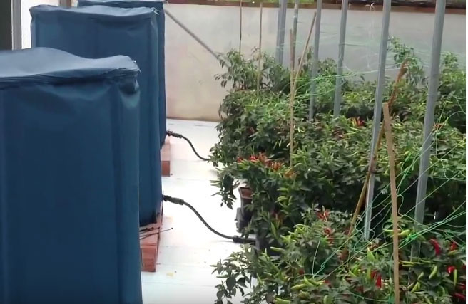 Auto Potted plants watering Collapsible Rain Water Barrel