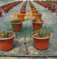 China Automatic Drip Arrow Irrigation System HT1117 China factory manufacturer supplier