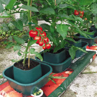 China Tomato Growing Pot Garden Planter HT5720B China factory manufacturer supplier